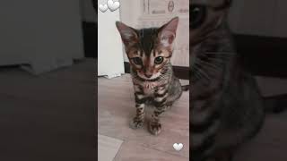 bengal cat/cute cat