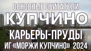 Обитатели прудов Купчино 24 ноября 2024 карась щука окунь плотва веслоногие рачки раки чомга лысуха