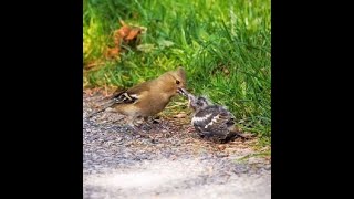 Bird feeding her offsprings that fell to the ground