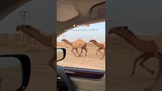 جديد وحصري دق صفر للمالك سعود بن طعيميس الدماسي 🔥