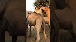 Camels market#animals #youtubeshorts #camel #youtubeshorts #ytshorts #shorts #shortvideo