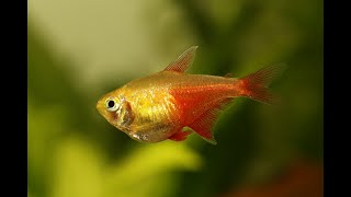 Orange Von Rio Tetras