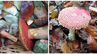 Viele verschiedene Pilze im goldenen Oktober