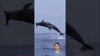 A Huge Shark Flew Into The Sea || बहुत बडी शार्क मछली ने समंदर मे मारी उडी