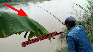 mancing udang (TERBARU) "SUNGAI SERAYU"