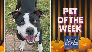 Pet of the Week 10/11/24 + Spooky Season Adoption Special