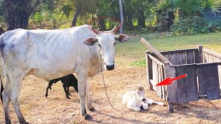 The Mother Cow Protect Her baby from Human