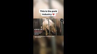 This Is The Pork Industry 🐷💔