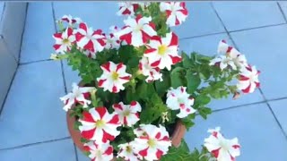 Красота Чудо Природы 🌺🌹🌸💖