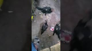 lahap nya makan pisang ni ayam