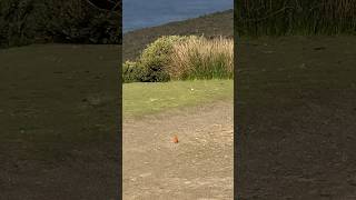 Observando aves na Tasmânia. Flame Robin