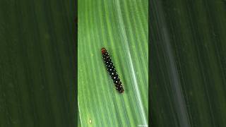 Lily Moth Caterpillar #shorts #insect