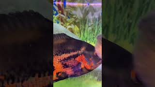 OSCAR FISH VIEW IN 4k 60FPS #shorts #viral #fish #aquarium #fishlovers #4k #60fps #quality