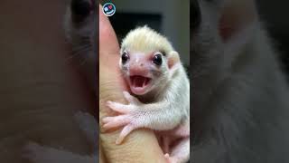 😊 The cutest baby sloth in the world! 🤩 Isn't it? 🥰