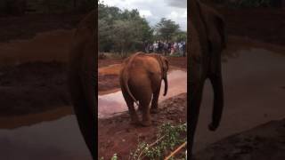 Baby elephant spraying us with mud 😂