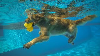 Teach Your Golden Retriever to Shake Hands!