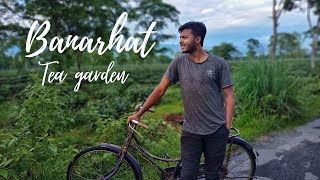 Banarhat tea garden | Hariyar cha kar bagan | West bengal @epicearthmatters6707