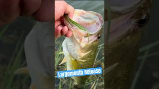 Sleeper Gill Largemouth Release💪🏻