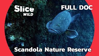 Scandola, Corsica's Incredible Nature Reserve | SLICE WILD