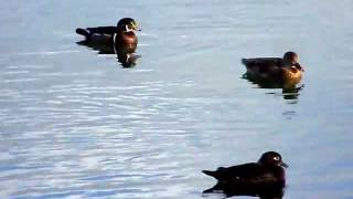 Wood Duck family visiting Campbell Ponds 1