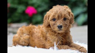 Mini Goldendoodle Puppies for Sale