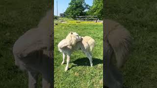 Let’s feed the Alpaca’s at Siggesta Gård in Värmdö, Stockholm