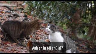 Cái kết của việc like hình gái ! #cats #doggys #pets #homepet