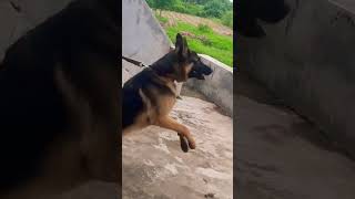 German Shepherd #germanshepherd #dog #aggressive #doglover #shorts#viralvideo