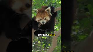 Check Out The Fascinating World Of The Red Panda