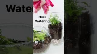 3 Mistakes Often Made When Making A Terrarium