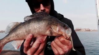 Street Fishing Amsterdam!!! (spinning real perch zander)