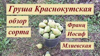 Груша Краснокутская обзор сорта