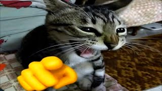 you laugh, you lose | Funny Cats edition