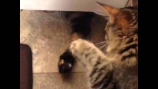 Funny Cat/Dog Vines