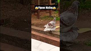 Pigeon Mating 😱#viral #subscribe I have my pigeon. hai kabootar status hai kabootar #pigeon