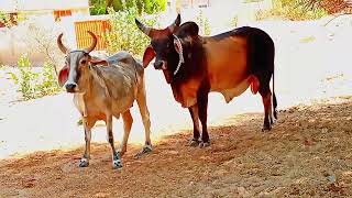 cow First Time meet in Village. |@SunriseJungleBeat