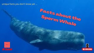 5 Unique Facts About The Sperm Whale, Unique facts you don't know yet…