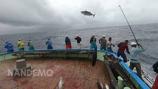 🔥There are so many skipjack tuna that anglers are overwhelmed 🇯🇵🇯🇵