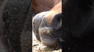 U10/2/2024 U.S. Park Police Stables and Education Center, National Mall, Washington, DC. #uspp