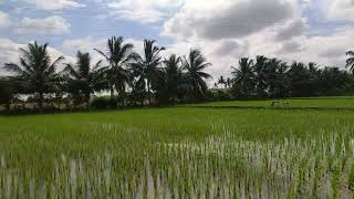 Paddy Field, Agriculture