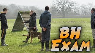 German Shepherd Wolfherzens Adalberht schutzhund IPO BH Exam Routine 2017