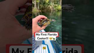 My First Florida Cooter!!! 🥹🐢#shorts #turtle