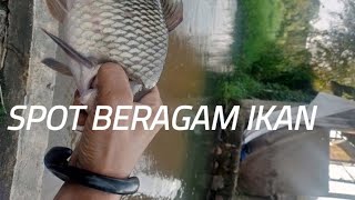 Spot beragam ikan ada disini steam motor & mobil Gang nangka kedaung