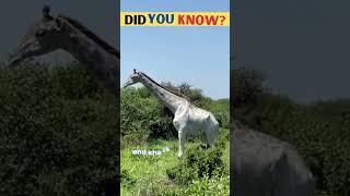 The Story of Omo, the White Giraffe Who Inspired the World | Motivation facts #shorts