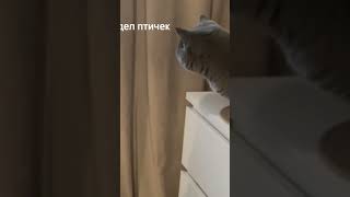 Котик помогает снимать видио