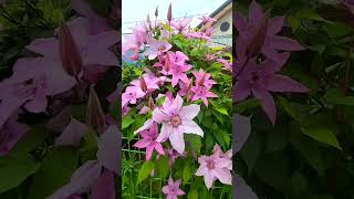 #flowers #beautiful #wildflower #pink