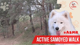 Активная прогулка самоеда под звуки природы! #samoyed #asmr #samoyeddog