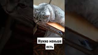 #было вкусно#смешныекошки #кошкамуся