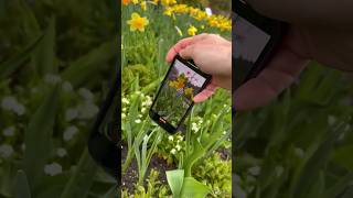 Creative spring flowers video idea 🌼📱#creativeideas #storyideas #springflowers