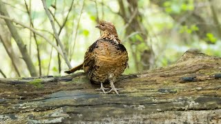 The Give For Grouse Initiative - Giving Ruffed Grouse a Future